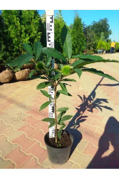 Каштан съедобный в контейнере 3 л 50-70 см