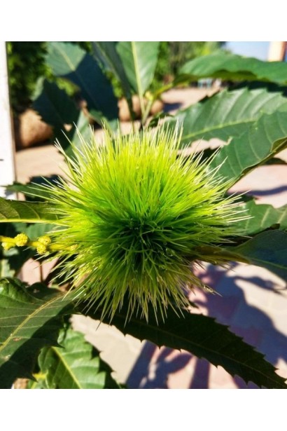 Каштан посевной