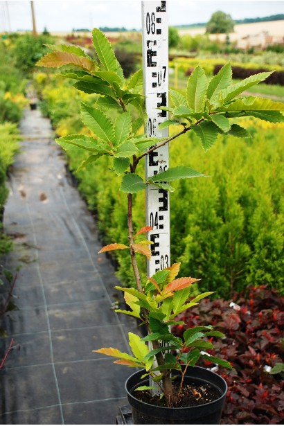 Каштан съедобный саженец 60-80 см