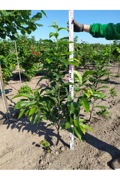 Каштан настоящий ком 130-150 см