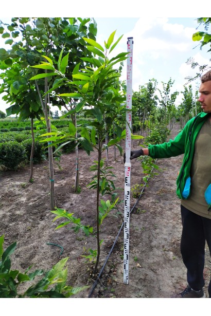 Каштан съедобный саженец в поле в питомнике