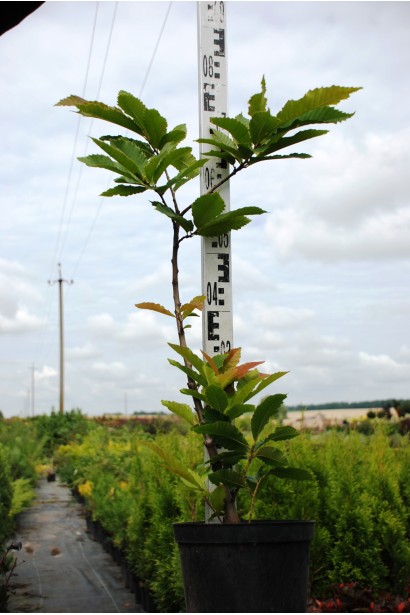 Каштан посевной контейнер 3л высота 60-80 см