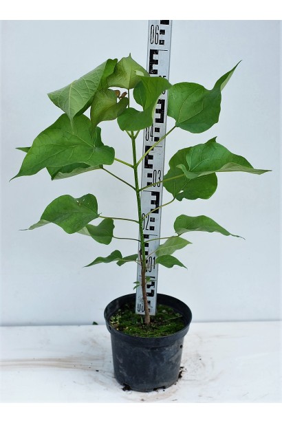 Катальпа Специоза в контейнере 40-60 см