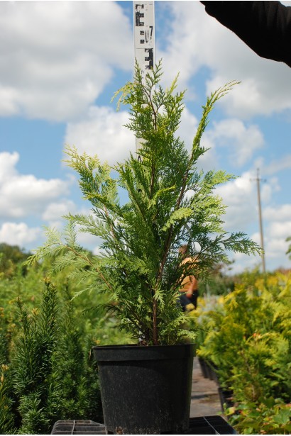 Кипарисовик Стардаст горщик 3 л 50-70 см