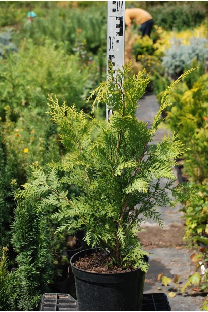  Кипарисовик Stardust 50-60 см