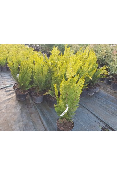 Кипарисовик Лавсона Стардаст саджанці