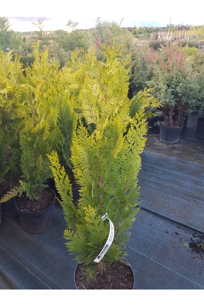 Кипарисовик жовтий Стардаст