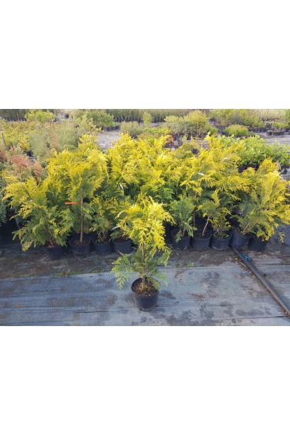 Кипарисовик Лавсона Стардаст саджанці в садовому центрі