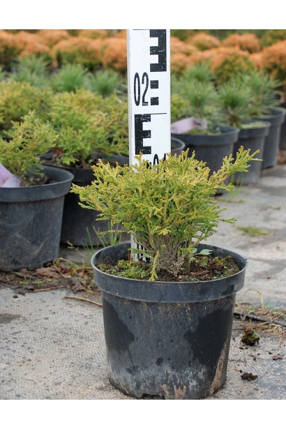 Туевик японский Нана как контейнерное растение.