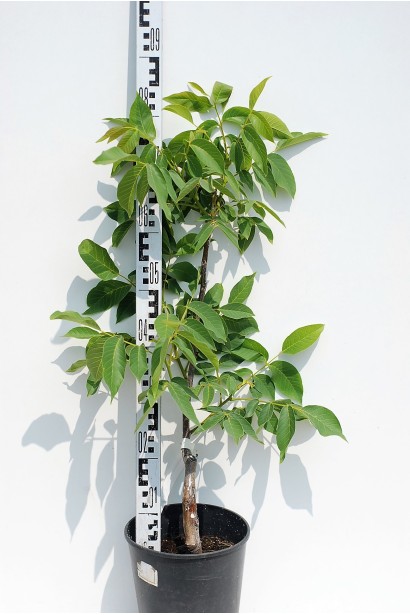 Орех грецкий №33 привитой (крупноплодный)