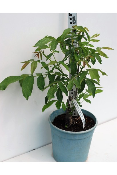 Горіх волоський Кодрене - саджанець у контейнері