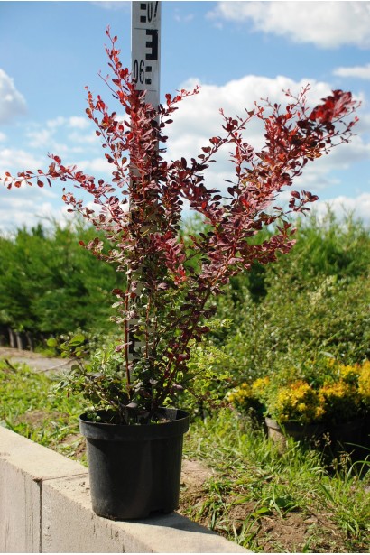 Барбарис Роуз Глоу в контейнере 5л