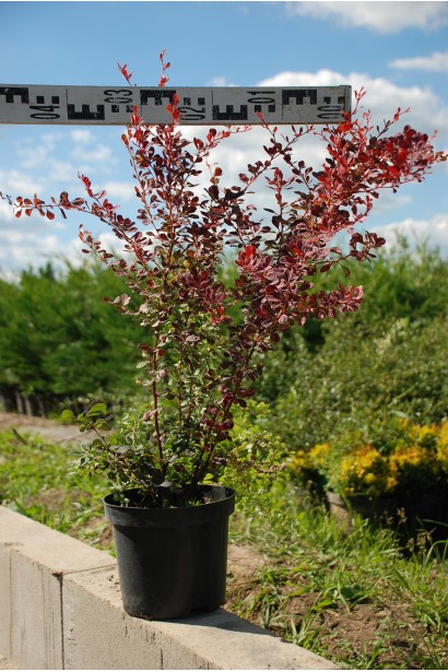 Барбарис Роуз Глоу диаметр 30-40 см