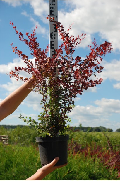 Барбарис Роуз Глоу контейнер 3 л