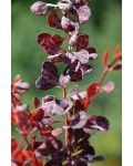 Барбарис Роуз Глоу пурпурне плямисте листя