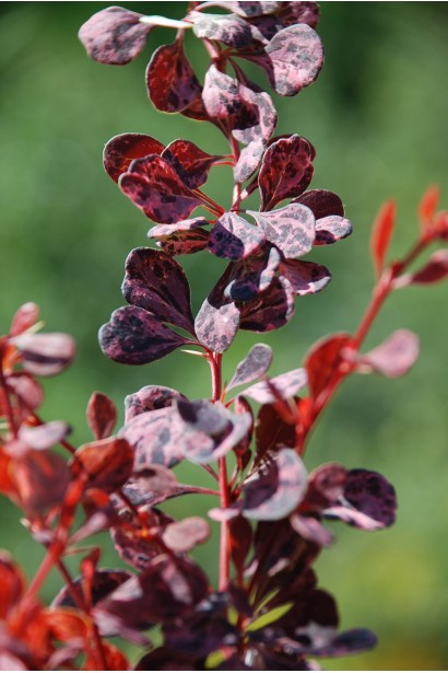 Барбарис Роуз Глоу пурпурные пятнистые листья