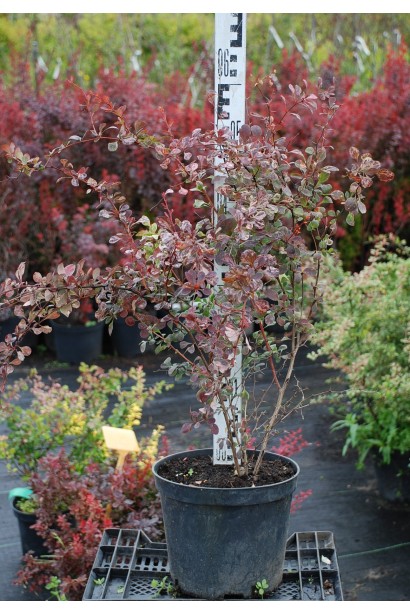 Барбарис Роуз Глоу саженец 40-60 см