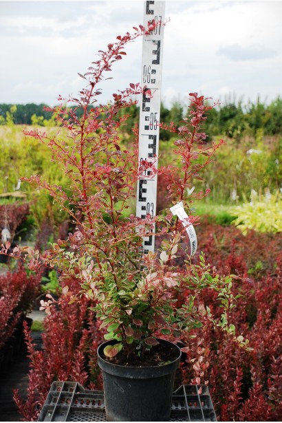 Барбарис Rose Glow контейнер 5 л