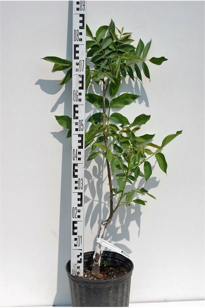 Горіх волоський Костюженський - саджанець у контейнері