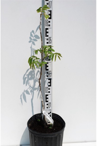 Саджанець горіха Овата в контейнері