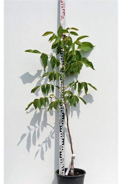 Орех грецкий Казаку