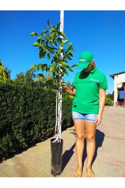 Горіх волоський Піщанський - саджанець у контейнері