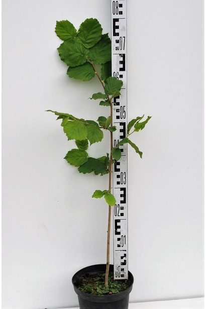 Саджанець Фундука звичайного Барселонський