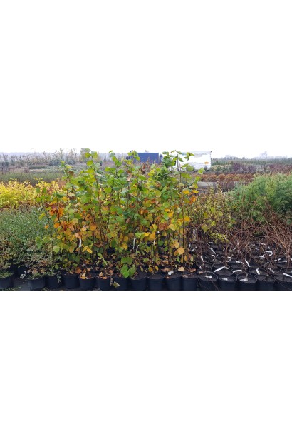 Фундук звичайний Барселонський в розсаднику