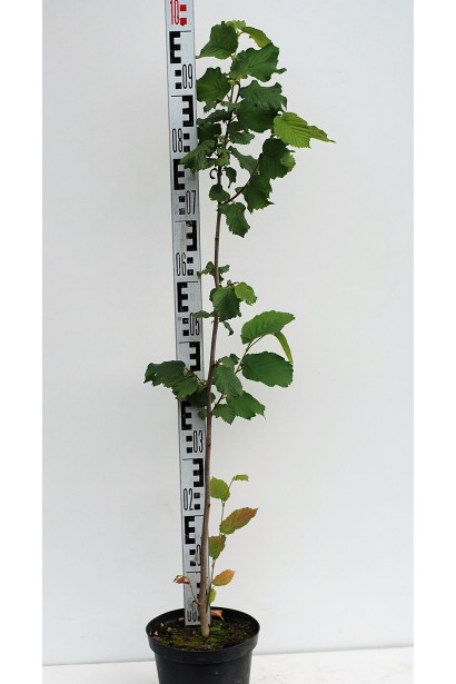 Фундук звичайний Каталонський - 5л/100см/10-20см