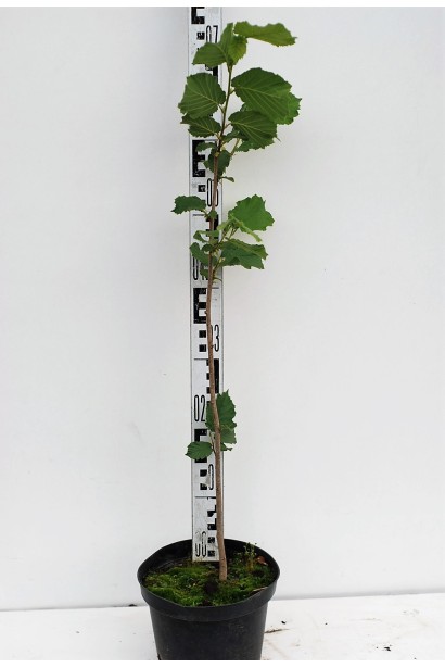 Фундук обыкновенный Галле - 5л/70см/10-20см