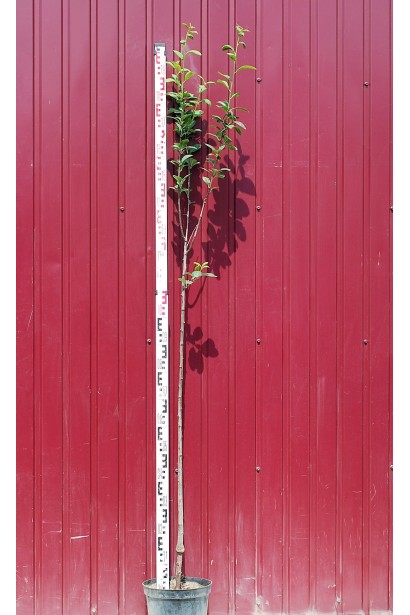 Саджанець сорту ненька