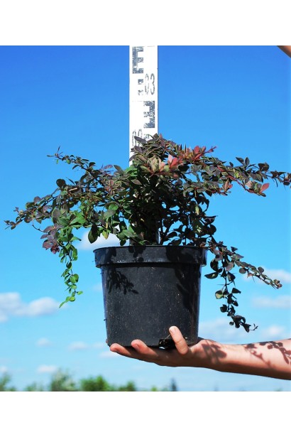  Berberis Thunbergii Коронита