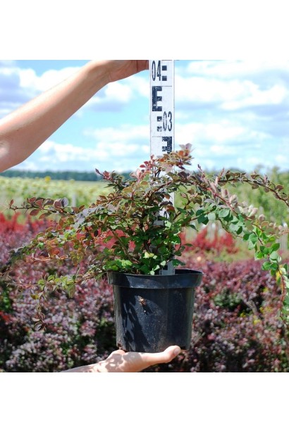  Berberis Thunbergii Coronita