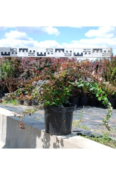 Барбарис Коронита в садовом центре Проксима