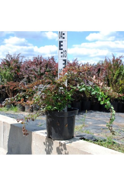 Барбарис Coronita в контейнере 3л