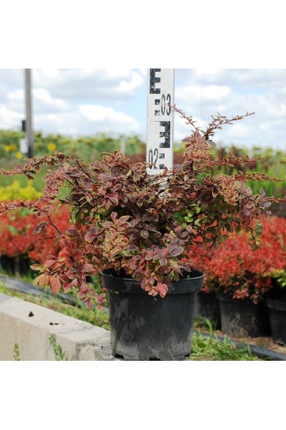 Коронита барбарис