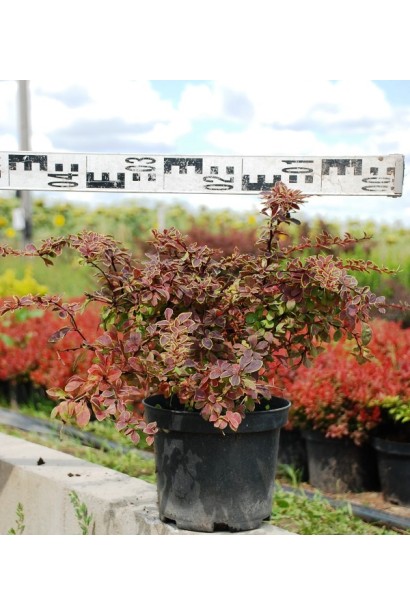 Барбарис Коронита диаметр 50 см