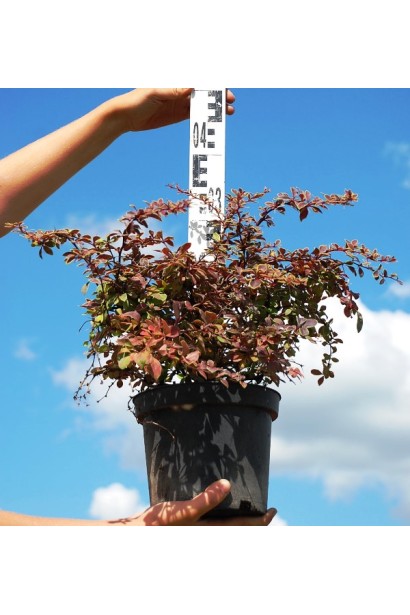 Барбарис Тунберга Коронита высота 35 см