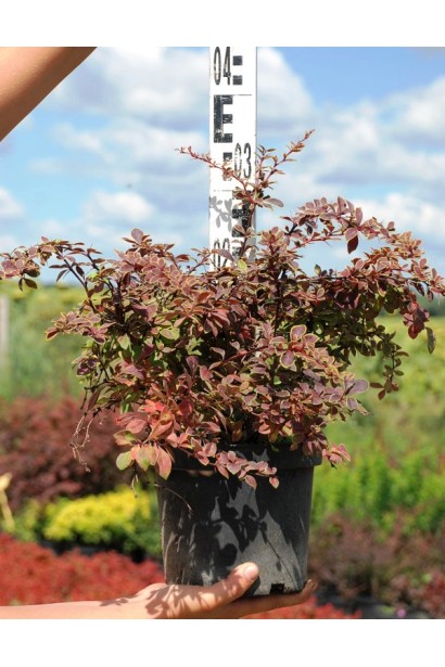 Барбарис Короніта высота 35 см