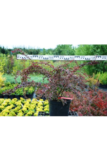 Барбарис Тунберга Коронита саженец