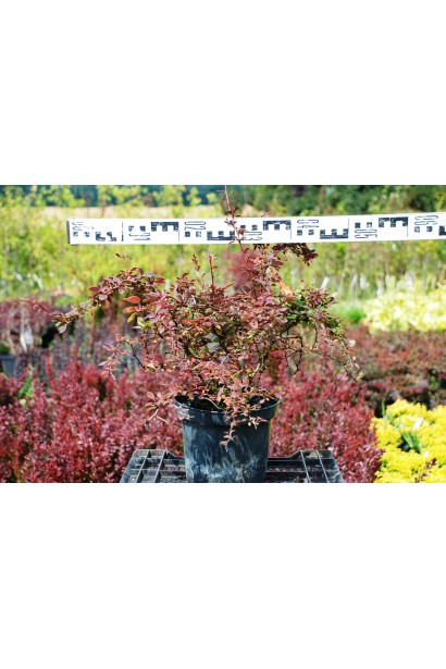 Барбарис краснолистный