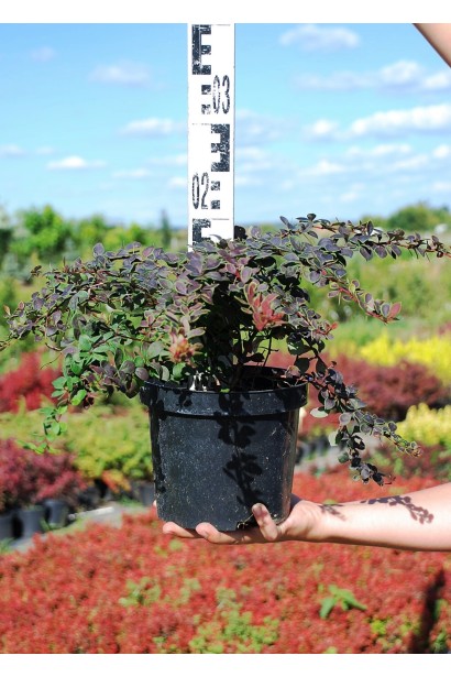 Колючий барбарис тунберга