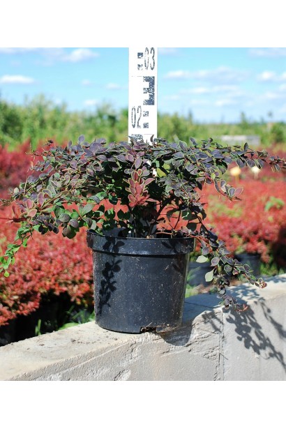 Барбарис Коронита темно-красный с зеленой каймой