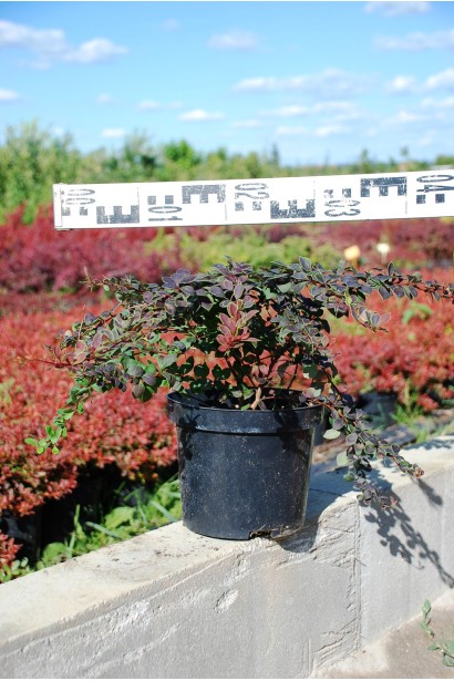 Барбарис Thunbergii Coronita