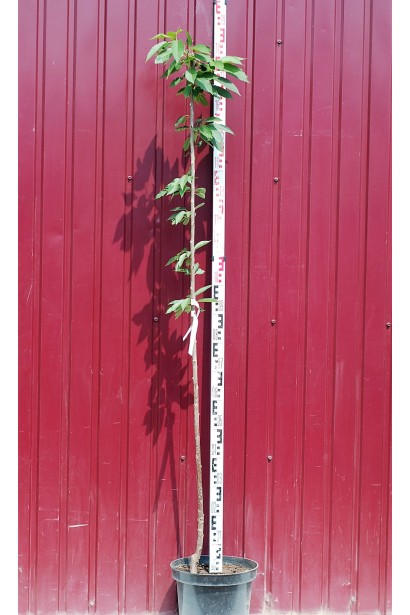 Саджанець черешні Джерело в садовому центрі Проксіма