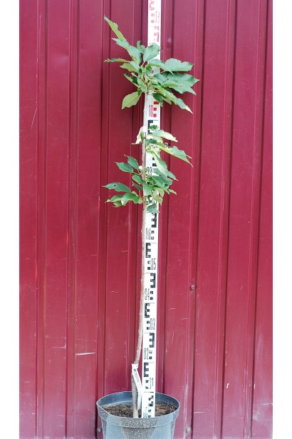 Черешня Присадибна: саджанець в садовому центрі 