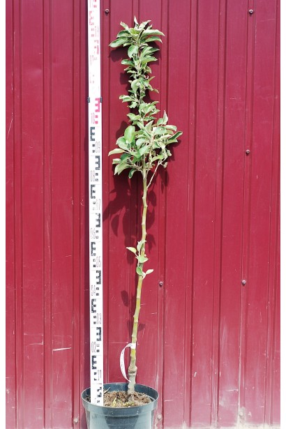 Яблуня домашня Папіровка в контейнері