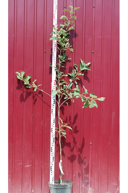 Саджанець Яблуні Джонапринц для саду 