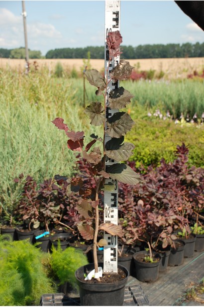 Фундук обыкновенный Ламберта - 5л/70-80см/10-15см