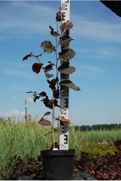 Фундук обыкновенный Ламберта - 5л/70-80см/10-15см